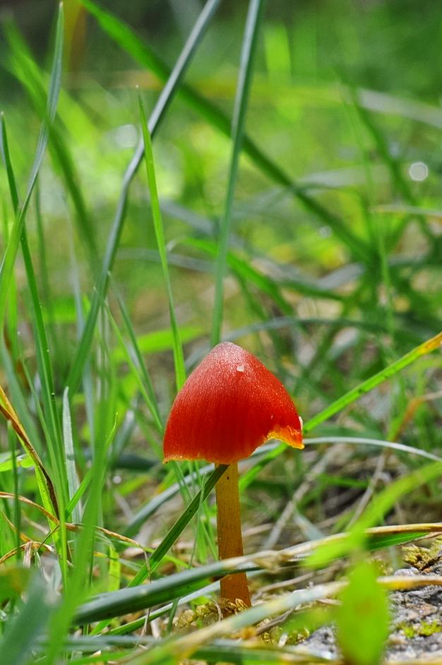 フランケンシュタインの恋 のキノコは何か きのこびと