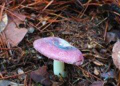 つきのこ DSC_2662-240x172.jpg