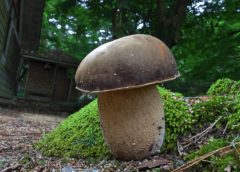 ヤマドリタケモドキ七変化 | きのこびと