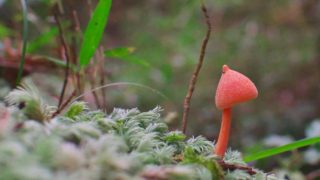 イボカサ4兄弟 | きのこびと