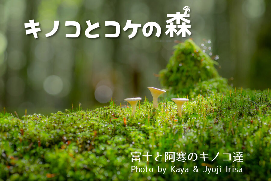 2026年度の壁掛けカレンダーが出来ました！ | きのこびと